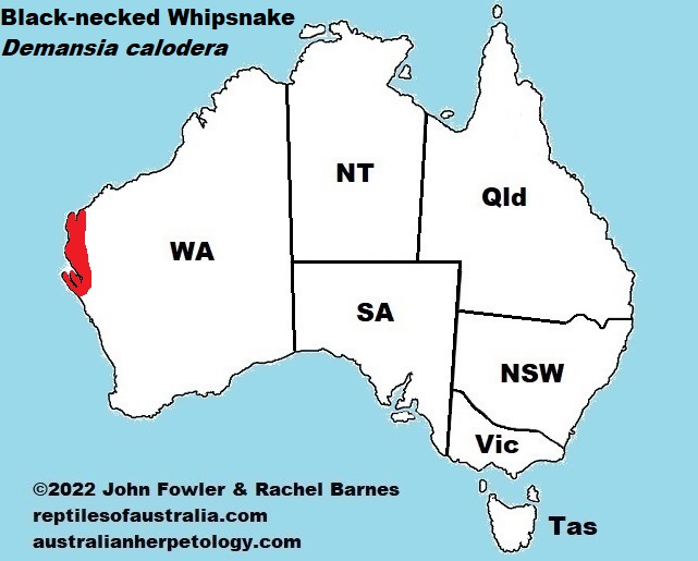 Approximate distribution of the Black-necked Whipsnake (Demansia calodera)